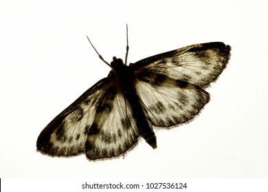 Small Magpie, Moth