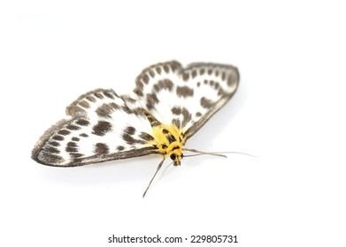 Small Magpie Moth