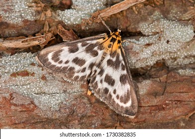 Small Magpie Moth On A Tree Bark