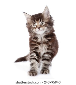 Small Maine Coon Cat Standing Front Stock Photo 243795940 | Shutterstock