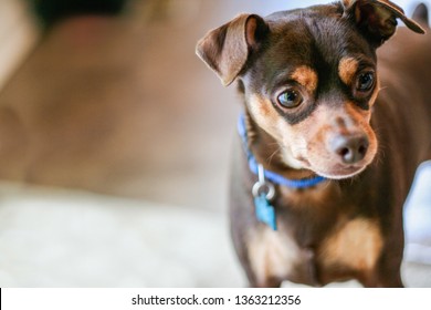 pinscher small