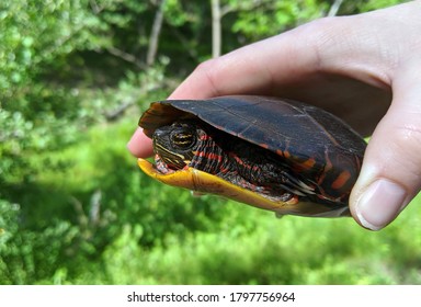 Cooter Images, Stock Photos & Vectors | Shutterstock