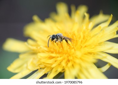 A small male, red miner , Andrena ventralis hidden in the yellow flwoer of a dandelion, Taraxacum officinale