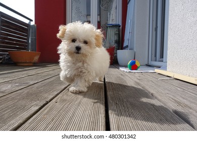 Small Maltese Dog On A Dog Runs Counter