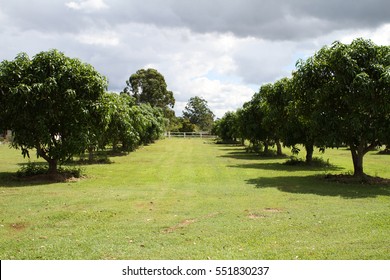 Small Mango Orchard