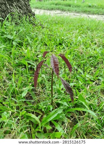 Small mango seedling with dark red leaves growing in green grass near tree trunk