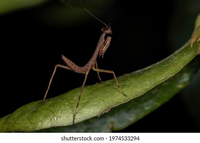 Small Mantid Nymph Of The Family Mantidae