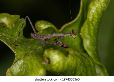 Small Mantid Nymph Of The Family Mantidae