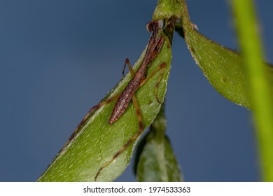 Small Mantid Nymph Of The Family Mantidae