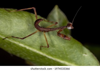 Small Mantid Nymph Of The Family Mantidae