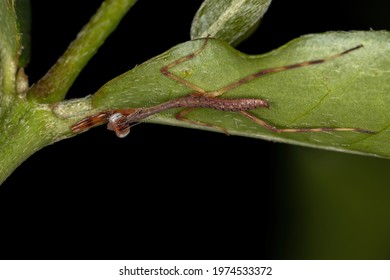 Small Mantid Nymph Of The Family Mantidae