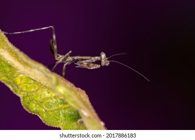 Small Mantid Nymph Of The Family Mantidae