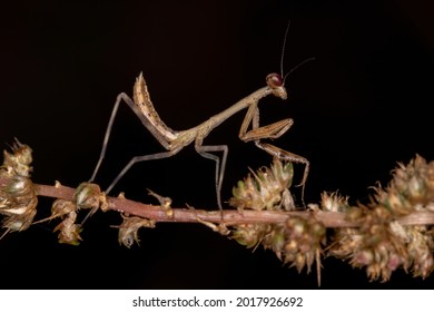 Small Mantid Nymph Of The Family Mantidae