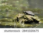 Small Map Turtle Basking on Rock in Algae-Filled Water