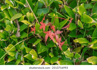 Small maple leaves change beautiful autumn colors with water droplets - Powered by Shutterstock