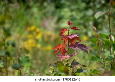 Small Maple Sapling With Golden Leaves