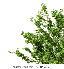 Small maple tree branch isolated on white background. Natural Green maple leaves frame. Corner tree branch with leaves isolated on white background. transparent background PNG in daylight with soft, natural lighting. Young small leafy tree branch placed in corner with natural foliage. Photorealistic tropical branch foliage with copy space for design backgrounds, corner, frames, borders, banners, templates, architecture visualization, landscaping element or asset, landscape design projects, exterior renderings, urban planning presentations, environmental graphics, real estate marketing, garden planning concepts, 3D compositing, and nature themed backdrop layouts. isolate plant foliage or leaf. Green small young maple plant branches with leaves isolated on white background with clean solid plain backgrounds. Front view, Side view of Acer campestre commonly known as the field maple.