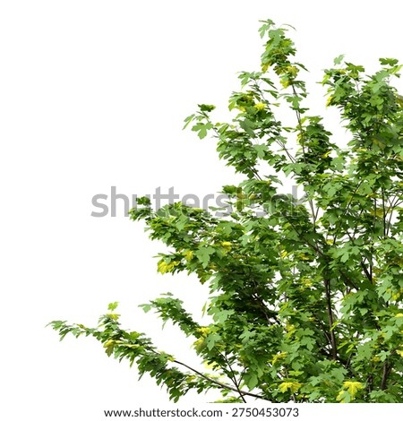 Small maple tree branch isolated on white background. Natural Green maple leaves frame. Corner tree branch with leaves isolated on white background. transparent background PNG in daylight with soft, natural lighting. Young small leafy tree branch placed in corner with natural foliage. Photorealistic tropical branch foliage with copy space for design backgrounds, corner, frames, borders, banners, templates, architecture visualization, landscaping element or asset, landscape design projects, exterior renderings, urban planning presentations, environmental graphics, real estate marketing, garden planning concepts, 3D compositing, and nature themed backdrop layouts. isolate plant foliage or leaf. Green small young maple plant branches with leaves isolated on white background with clean solid plain backgrounds. Front view, Side view of Acer campestre commonly known as the field maple.