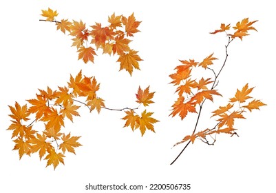 small maple tree branches with bright leaves isolated on white background