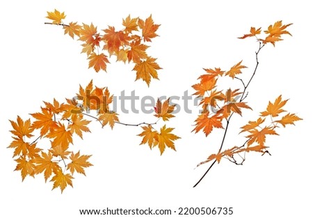 small maple tree branches with bright leaves isolated on white background