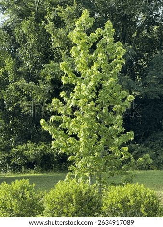 Small Maple Tree on a Sunny Morning