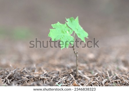 Small mapletree in the forest