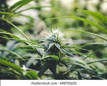 Small Marijuana Bud Growing Close Up On Cannabis Plant