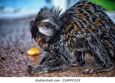 A small marmoset monkey eating an orange.