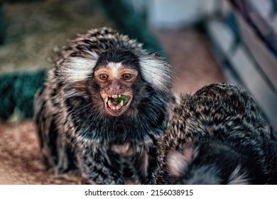 A small marmoset monkey sitting on a tree.