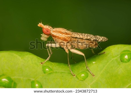 Small marsh fly resting on a green eaf after the rain with blurred green background and copy space