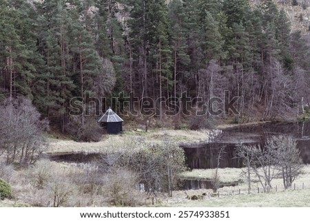 A small marsh in a forest with coniferous trees in Penicuik, UK
