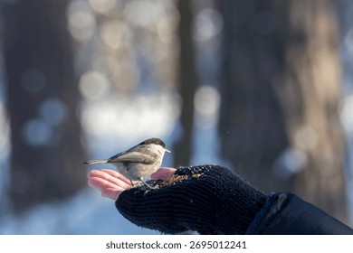 A small Marsh Tit eats seeds from a person's outstretched, gloved hand in a winter forest. This heartwarming interaction highlights trust between humans and wildlife during the cold season.