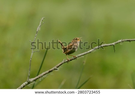 A small marsh wren perched on a branch singing with its beak open against a soft green background, songbird wildlife, Washington State, USA