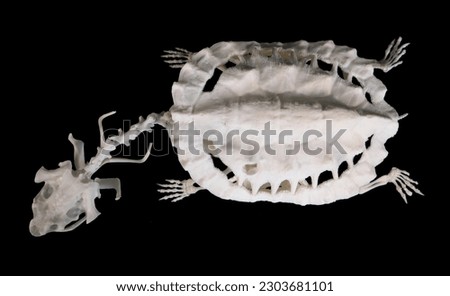 Small Matamata Turtle Real Skeleton