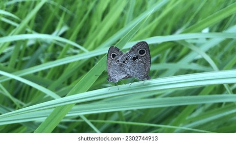 Small mating butterfly perched the reeds