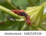 The small mating red insect found in the garden