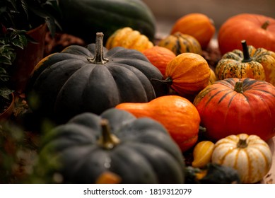 Small, Medium, Large, Colorful Pumpkins For Halloween