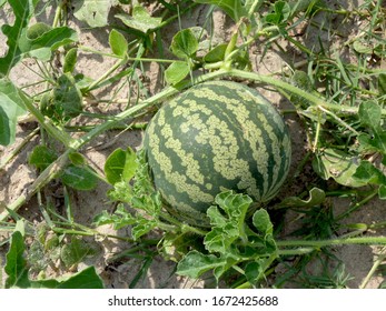 Small Melon In The Kalahari Desert