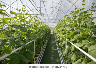 small melon plants in green house. agriculture green house. smart farm. - Powered by Shutterstock