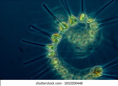 Small but mighty, phytoplankton are the laborers of the ocean. They serve as the base of the food web. - Shutterstock ID 1810200448