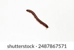 Small millipede isolated on white background. millipede is curling up to prevent danger. millipede walking on white background.