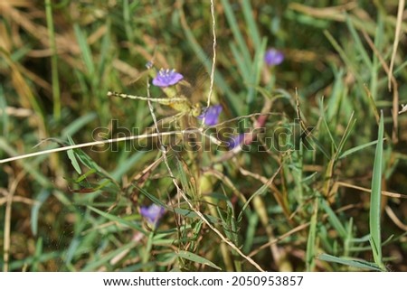 Similar – Image, Stock Photo Wild meadow with bluebells and clover