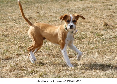 Small Mixed Breed