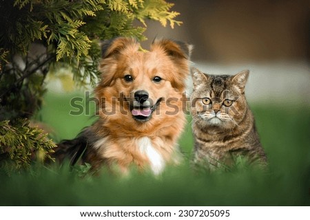 small mixed breed dog and british shorthair cat posing together on grass in summer