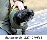 Small mixed breed dog in a colorful sweater receiving affection while standing on a outdoor tabletop. 