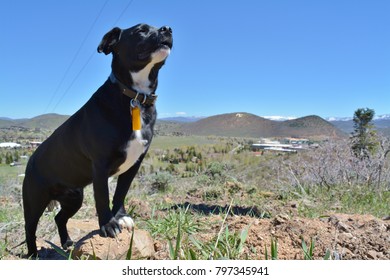 Small Mixed Breed Dog Taking In The Wind In Park City Utah