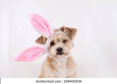 small mixed dog with funny bunny ears in the studio
