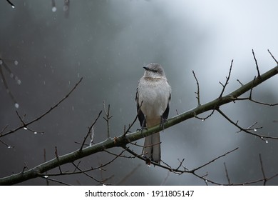 A Small Mockingbird Perches On A Tree Branch Near Her Nest