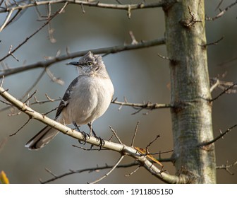 A Small Mockingbird Perches On A Tree Branch Near Her Nest