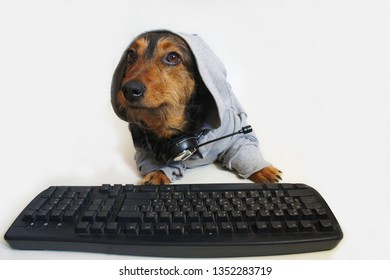 Small Mongrel Dog Is Seriously Looking From Under The Hood Sitting Near A Computer Keyboard.